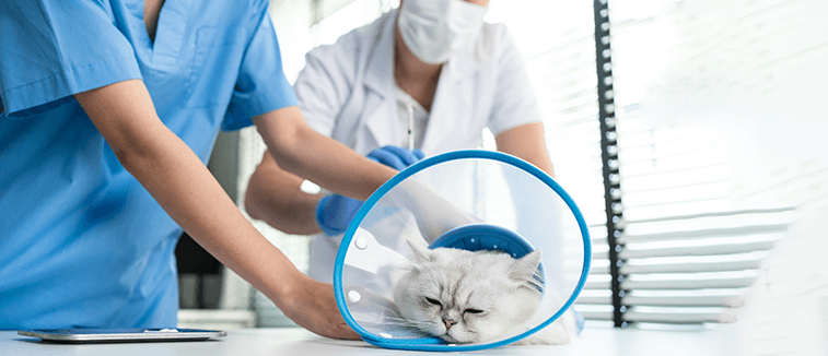 How To Become A Veterinarian Skills Job Description Jobstreet